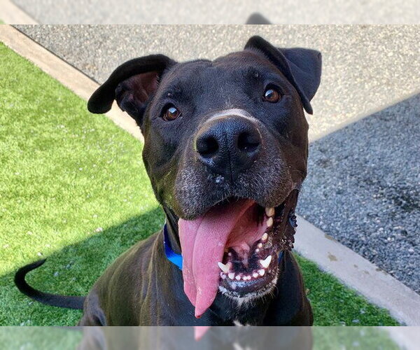 Medium Photo #1 Great Dane-Unknown Mix Puppy For Sale in Moreno Valley, CA, USA