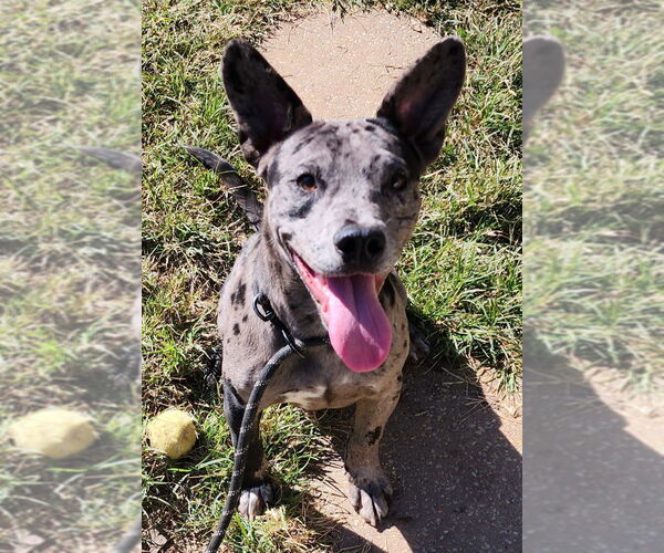 Medium Photo #1 American Pit Bull Terrier-Collie Mix Puppy For Sale in Wetumpka, AL, USA