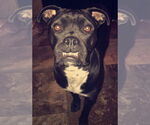 Small #3 American Pit Bull Terrier Mix