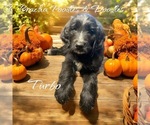 Puppy Turbo Bernedoodle