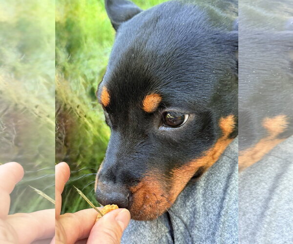 Medium Photo #2 Rottweiler Puppy For Sale in Mooresville, NC, USA