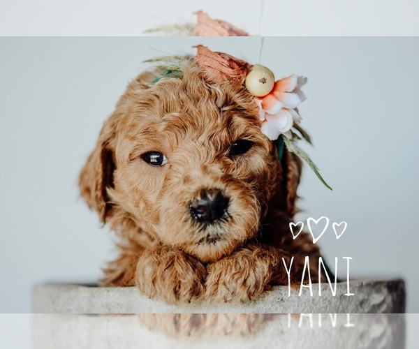 Medium Photo #3 Goldendoodle Puppy For Sale in MOUNTAIN HOME, ID, USA