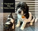 Puppy Ferdinand Saint Berdoodle