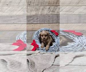 Cavapoo-Poodle (Toy) Mix Puppy for sale in JASONVILLE, IN, USA