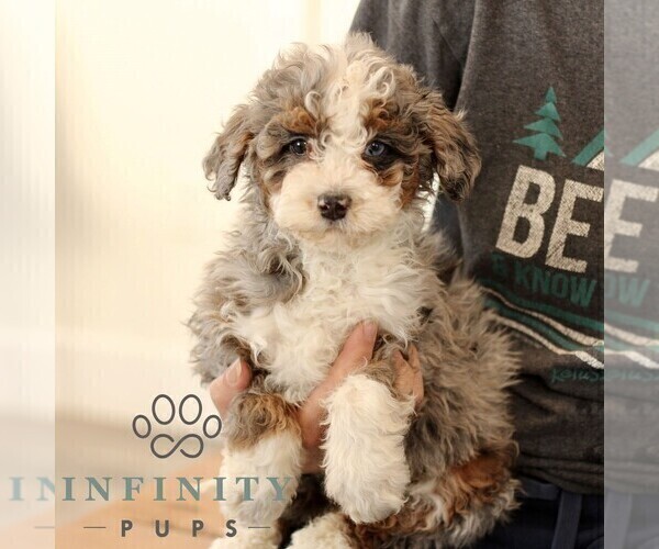 Medium Photo #5 Bernedoodle (Miniature) Puppy For Sale in NARVON, PA, USA