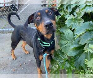 Doberman Pinscher-Unknown Mix Dogs for adoption in Santa Rosa, CA, USA
