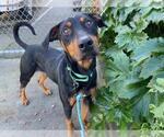 Small Doberman Pinscher Mix