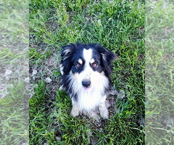 Medium Photo #1 Miniature Australian Shepherd Puppy For Sale in PLEVNA, MT, USA