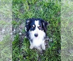 Small Photo #1 Miniature Australian Shepherd Puppy For Sale in PLEVNA, MT, USA