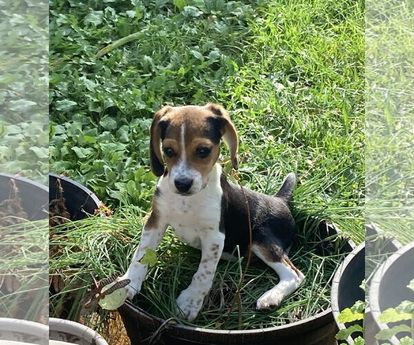 Medium Photo #1 Beagle Puppy For Sale in Wheaton, IL, USA
