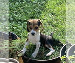 Small Beagle