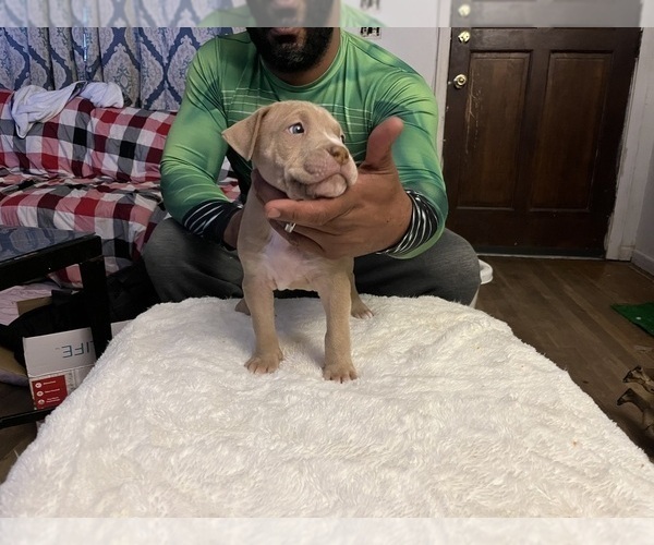 Medium Photo #6 American Bully Puppy For Sale in DUNDALK, MD, USA