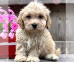 Small #1 Cavapoo-Poodle (Toy) Mix