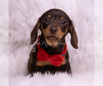 Puppy Eminem Dachshund