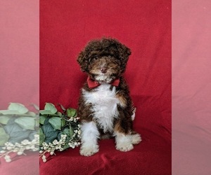 Cane Corso Puppy for sale in OXFORD, PA, USA