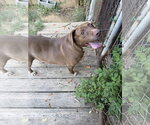 Small Labrador Retriever-Redbone Coonhound Mix