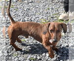 Small #7 Dachshund