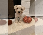 Small Photo #3 Schnauzer (Miniature) Puppy For Sale in TAYLORS, SC, USA
