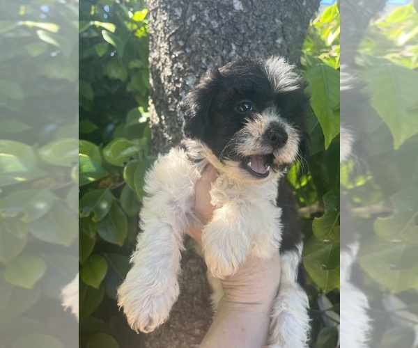 Medium Photo #1 Maltipoo Puppy For Sale in VENETA, OR, USA
