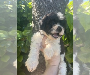 Maltipoo Puppy for sale in VENETA, OR, USA