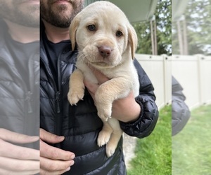 Labrador Retriever Puppy for sale in SHORELINE, WA, USA