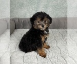 Small #5 YorkiePoo