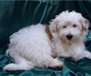 Havanese Puppy for sale in FENTON, MO, USA