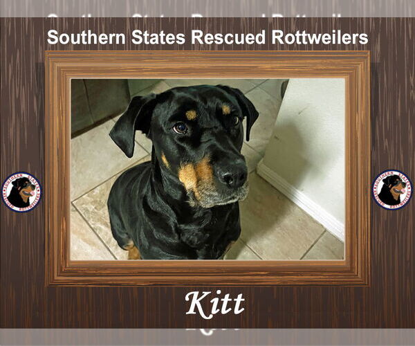 Medium Photo #3 Rottweiler-Unknown Mix Puppy For Sale in White Hall, AR, USA