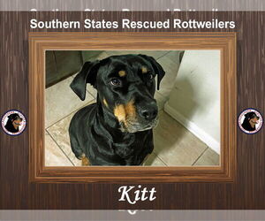 Kitt - Female Rottweiler-Unknown Mix Dog for Adoption - Photo #3
