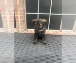 Small Photo #4 German Shepherd Dog Puppy For Sale in LANCASTER, TX, USA