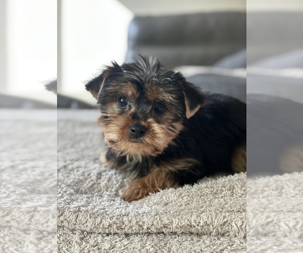 Medium Photo #4 Yorkshire Terrier Puppy For Sale in ELMHURST, IL, USA