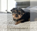 Small Photo #4 Yorkshire Terrier Puppy For Sale in ELMHURST, IL, USA