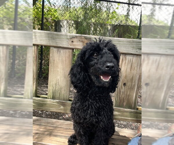 Medium Photo #2 Mutt Puppy For Sale in Elmsford, NY, USA