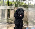 Small #1 Mutt