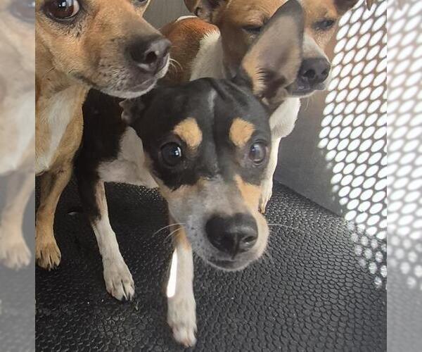 Medium Photo #1 Chihuahua-Unknown Mix Puppy For Sale in San Antonio, TX, USA