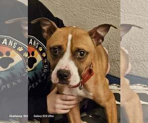 Boxer-Unknown Mix Dogs for adoption in Waterloo, IA, USA