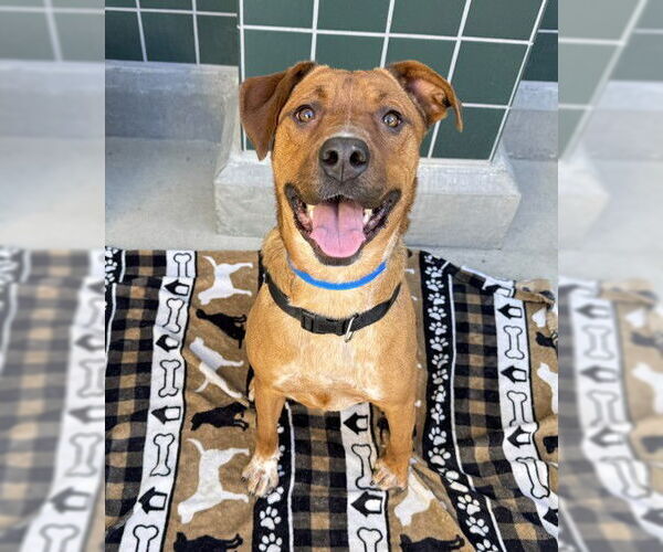 Medium Photo #1 German Shepherd Dog-Unknown Mix Puppy For Sale in Rancho Cucamonga, CA, USA