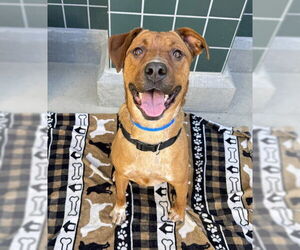 German Shepherd Dog-Unknown Mix Dogs for adoption in Rancho Cucamonga, CA, USA