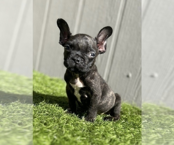 Medium Photo #9 French Bulldog Puppy For Sale in MIAMI BEACH, FL, USA