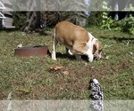 Small Photo #18 Olde English Bulldogge Puppy For Sale in OVERLAND, KS, USA