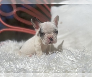 French Bulldog Puppy for sale in STAR, NC, USA