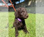 Small #4 Labradoodle mix (+ Poodle Standard)