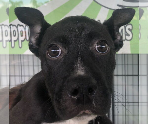 Medium Photo #2 Mutt Puppy For Sale in Royal Palm Beach, FL, USA