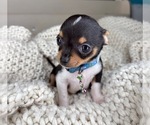 Small #2 Chihuahua