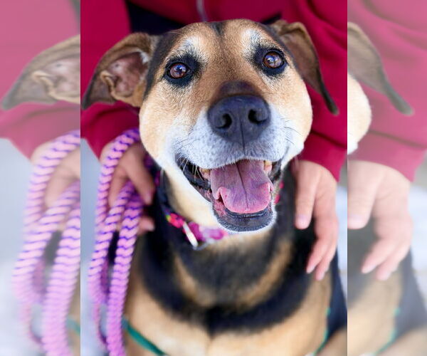 Medium Photo #2 Mutt Puppy For Sale in West Cornwall, CT, USA