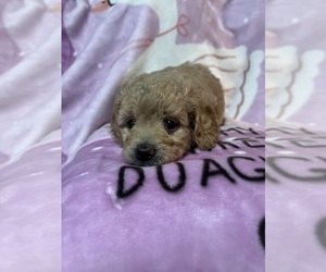 Goldendoodle (Miniature) Puppy for sale in FOUNTAIN, CO, USA