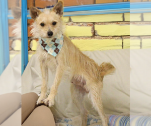 Mutt Dogs for adoption in Cranston, RI, USA