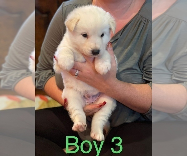 Medium Photo #4 Alaskan Malamute Puppy For Sale in HENNESSEY, OK, USA