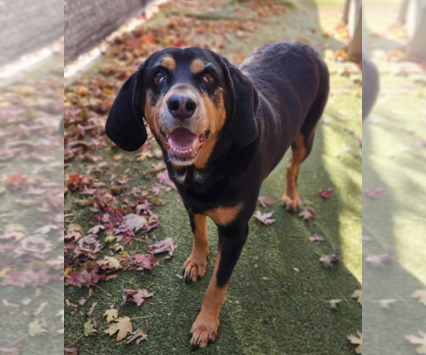 Medium Photo #1 Bloodweiler Puppy For Sale in Princeton, MN, USA