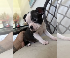 Boston Terrier Puppy for sale in MABLETON, GA, USA